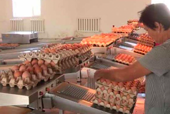 TOO Shymkent KUS Egg Production Facility, Kazakhstan