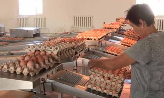 TOO Shymkent KUS Egg Production Facility, Kazakhstan